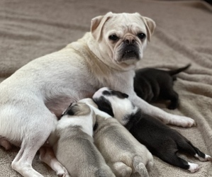 Mother of the Pug puppies born on 12/17/2022