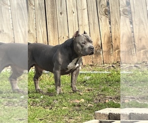 Father of the American Bully puppies born on 11/09/2022