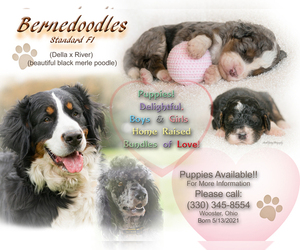 Bernedoodle Puppy for sale in ALBION, OH, USA