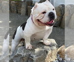 Small #2 American Pit Bull Terrier Mix
