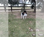 Small Photo #1 Rat Terrier Puppy For Sale in MIDDLEBURY, IN, USA