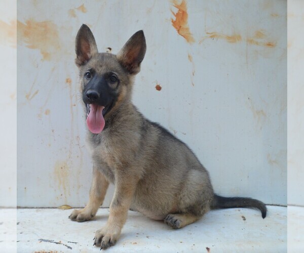 Medium Photo #1 German Shepherd Dog Puppy For Sale in ATHENS, GA, USA