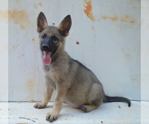 German Shepherd Dog Puppy for sale in ATHENS, GA, USA
