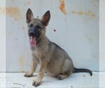 Small Photo #1 German Shepherd Dog Puppy For Sale in ATHENS, GA, USA