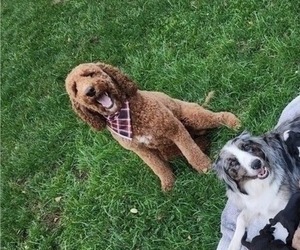Father of the Aussiedoodle puppies born on 05/01/2025