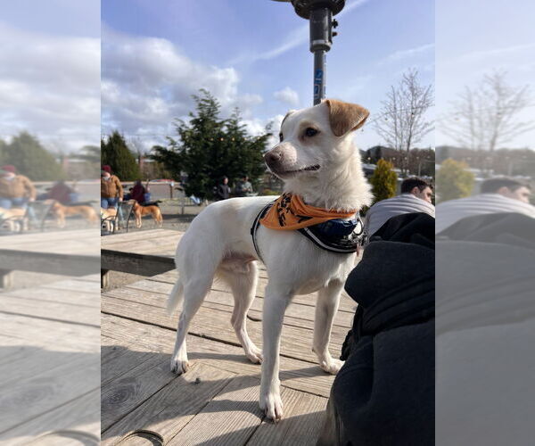 Medium Photo #18 Mutt Puppy For Sale in Bellingham, WA, USA