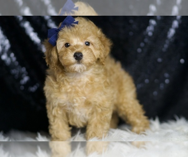 Medium Photo #5 Poodle (Toy) Puppy For Sale in WARSAW, IN, USA