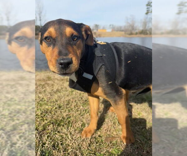 Medium Photo #5 Bulldog-Labrador Retriever Mix Puppy For Sale in Tarrytown, GA, USA