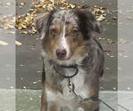 Small #1 Australian Shepherd