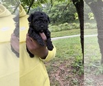 Small #4 YorkiePoo