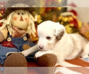 Medium Miniature Australian Shepherd