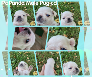 Pug Puppy for sale in SIDNEY, OH, USA