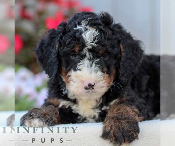 Medium Photo #4 Bernedoodle (Miniature) Puppy For Sale in LITITZ, PA, USA