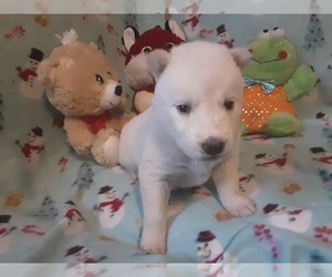 Siberian Husky Puppy for sale in SPARTA, MO, USA