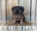 Puppy Teddy Yorkshire Terrier