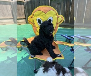 Double Doodle Puppy for Sale in STOCKTON, California USA