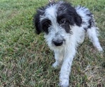 Puppy ARIEL Bernedoodle-Bernese Mountain Dog Mix