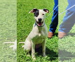 Small #1 Great Dane-Pointer Mix