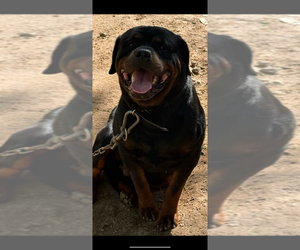Father of the Rottweiler puppies born on 03/24/2025