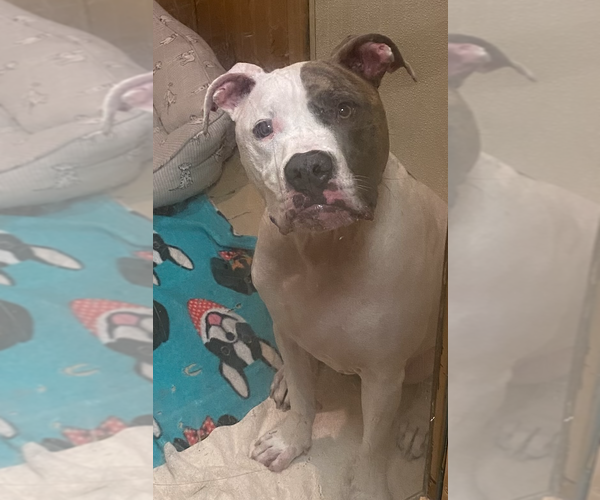 Medium Photo #4 American Staffordshire Terrier-Unknown Mix Puppy For Sale in Decatur, GA, USA