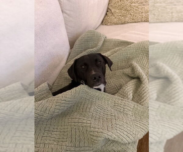 Medium Photo #3 Labrador Retriever-Unknown Mix Puppy For Sale in Miami, FL, USA