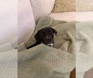 COURTESY POST: Lula - Female Labrador Retriever-Unknown Mix Dog for Adoption - Photo #3
