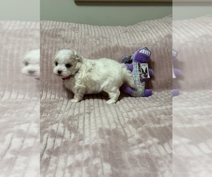 Maltipoo (Toy) Puppy for sale in BENSON, NC, USA