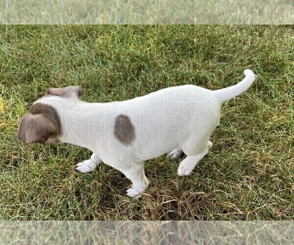 Medium Photo #2 Rat Terrier Puppy For Sale in FREDERICKSBG, OH, USA