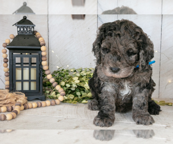 Medium Photo #3 Miniature Labradoodle Puppy For Sale in SUGARCREEK, OH, USA