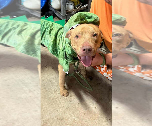 Medium Photo #5 Mutt Puppy For Sale in Abbeville, LA, USA