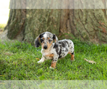 Image preview for Ad Listing. Nickname: Litter of 7