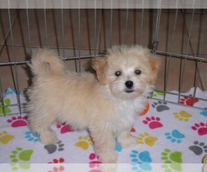 Maltipoo Puppy for sale in ORO VALLEY, AZ, USA