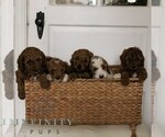 Small #1 Goldendoodle (Miniature)