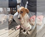 Puppy 5 Australian Cattle Dog-Treeing Walker Coonhound Mix