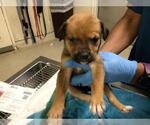 Small #1 German Shepherd Dog Mix