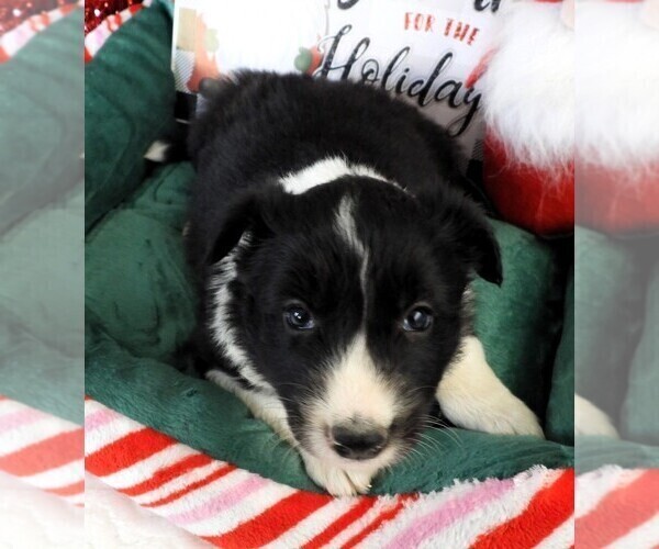 Medium Photo #5 Border Collie Puppy For Sale in CARLISLE, KY, USA
