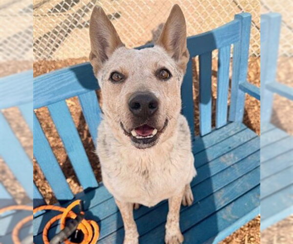 Medium Photo #1 Mutt Puppy For Sale in Denver, CO, USA