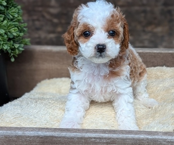 Medium Photo #5 Cavapoo (Miniature) Puppy For Sale in GOSHEN, IN, USA