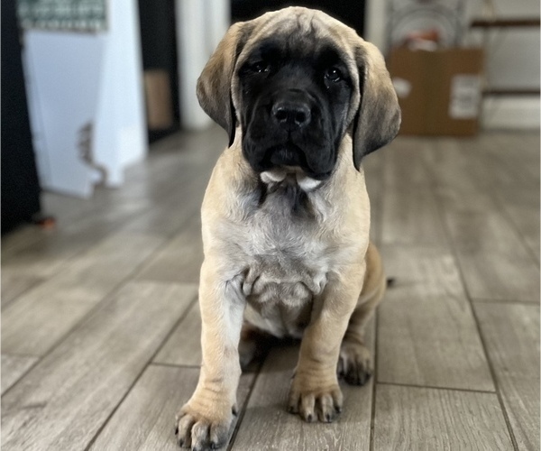 Medium Photo #2 Mastiff Puppy For Sale in HESPERIA, CA, USA
