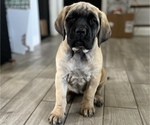 Small Photo #2 Mastiff Puppy For Sale in HESPERIA, CA, USA
