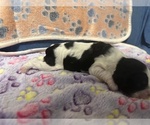 Small Photo #16 Cocker Spaniel Puppy For Sale in MARTIN, GA, USA