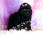 Small #3 Poodle (Toy)