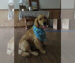 Small #9 Golden Retriever