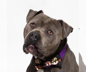 Mutt Dogs for adoption in Santa Maria, CA, USA