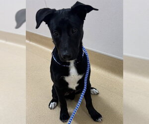Labrador Retriever-Unknown Mix Dogs for adoption in Placerville, CA, USA