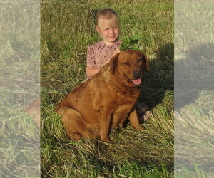 Mother of the Labrador Retriever puppies born on 05/27/2026