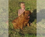 Small Photo #1 Labrador Retriever Puppy For Sale in LOUDONVILLE, OH, USA
