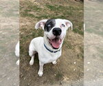 Small #9 Labrador Retriever Mix