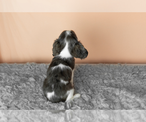 Medium Photo #4 Cavalier King Charles Spaniel Puppy For Sale in MILLERSBURG, IN, USA