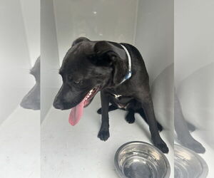 Labrador Retriever Dogs for adoption in Virginia Beach, VA, USA